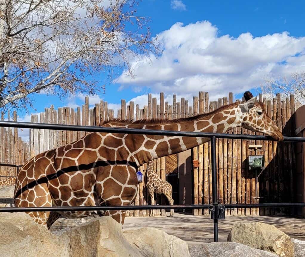 albuquerque zoo giraffe