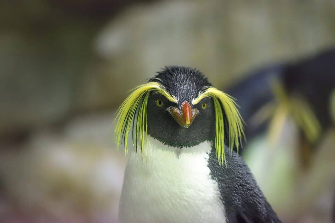 albuquerque zoo penguins